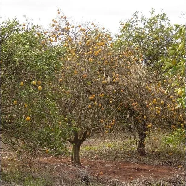 thumbnail for publication: Citrus Sudden Death in Brazil